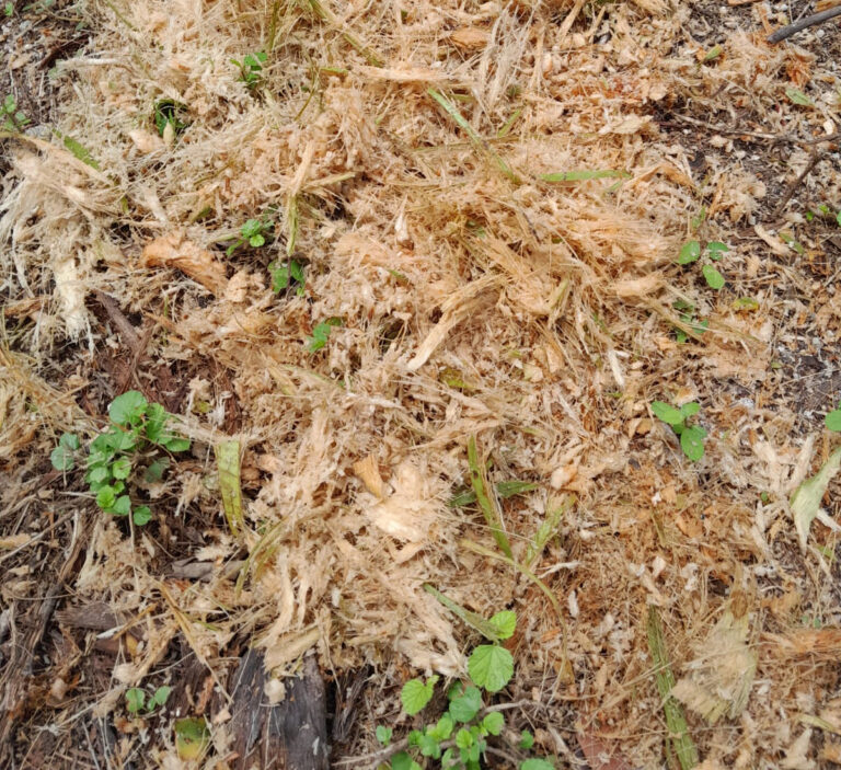 Making organic coconut mulch The Brasserie, Grand Cayman The